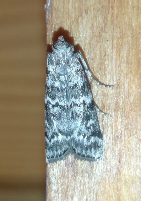 Dioryctria