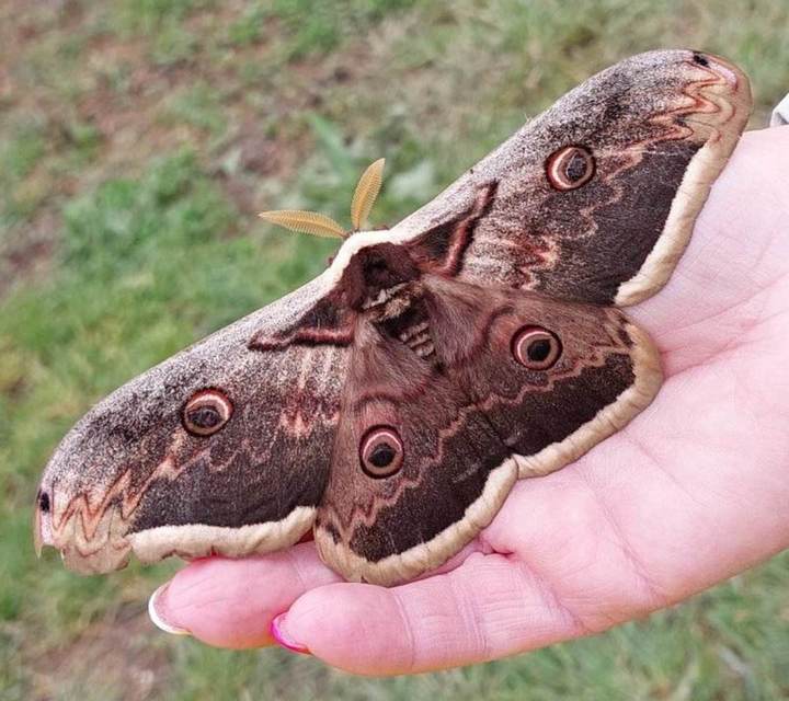 Saturnia pyri - nagy pávaszem