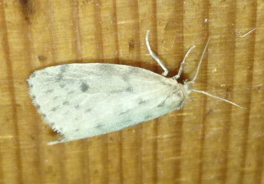Thumata senex - mocsári medvelepke