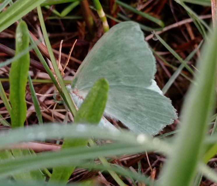 Geometra papilionaria - nagy zöldaraszoló