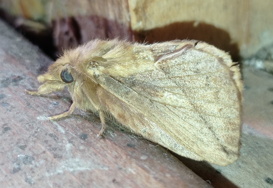 Euthrix potatoria - szomjas pohók