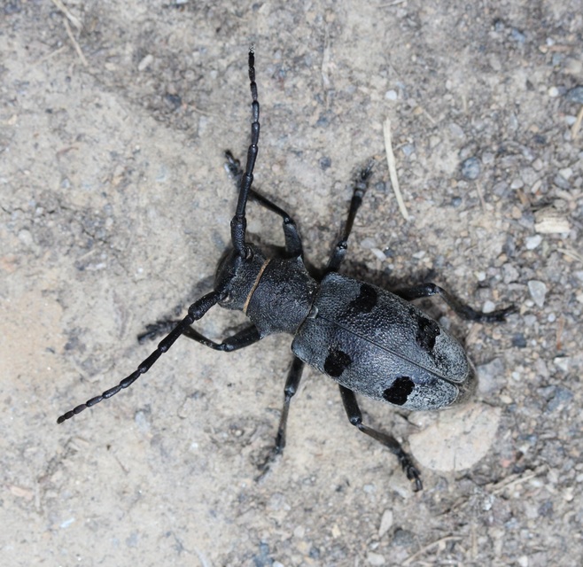 Morimus asper funereus - gyászcincér