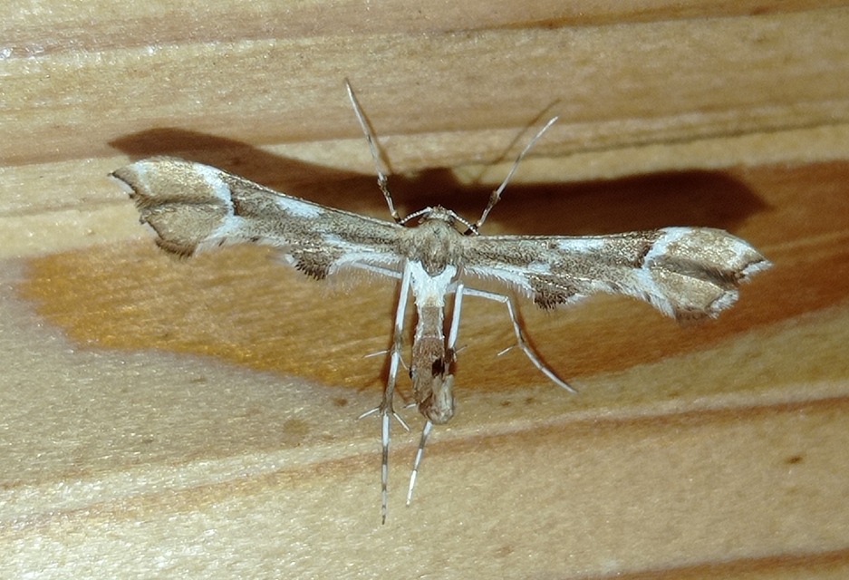 Cnaemidophorus rhododactyla - rózsabogyó-tollasmoly
