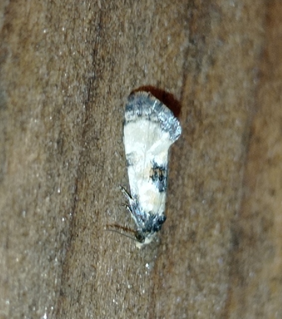 Neocochylis dubitana - kis fúrómoly