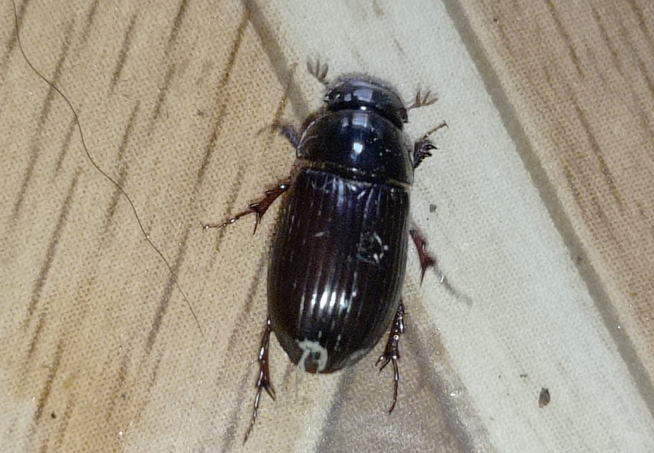 Aphodius rufipes - vörösbarna trágyabogár