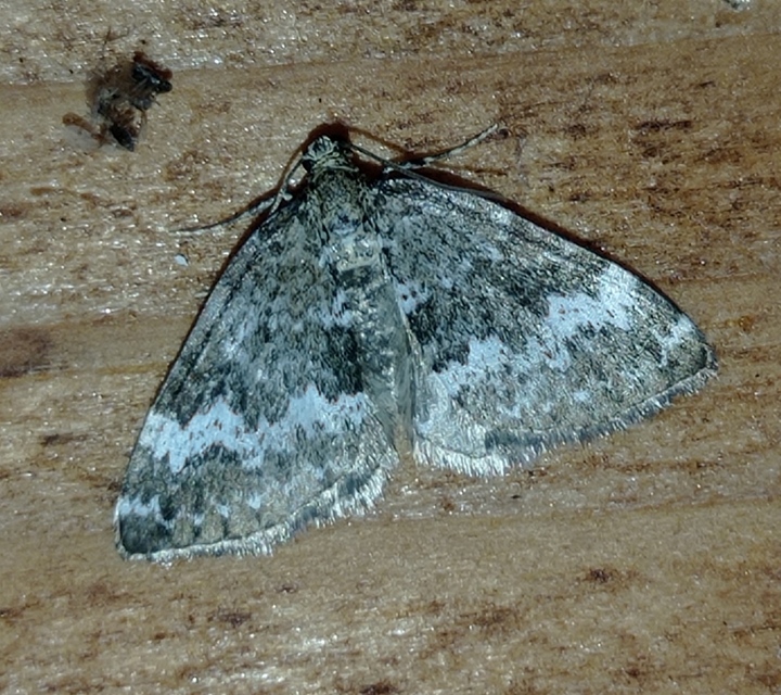 Perizoma alchemillata - árvacsalán-araszoló