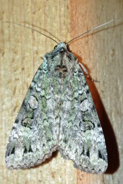 Anaplectoides prasina - zöld hegyibagoly