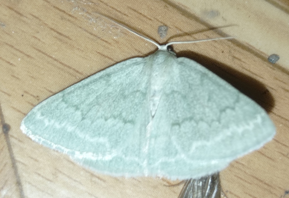 Pseudoterpna pruinata - hamvas zöldaraszoló