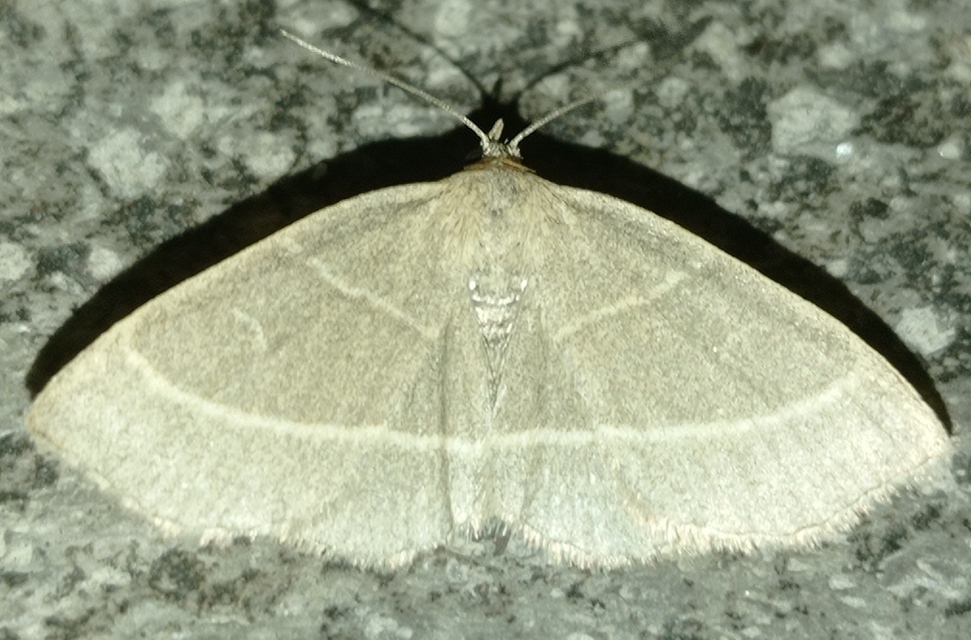 sárgacsíkos karcsúbagoly - Trisateles emortualis