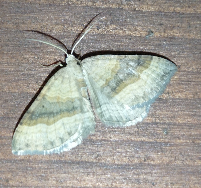 libatop-araszoló - Scotopteryx chenopodiata