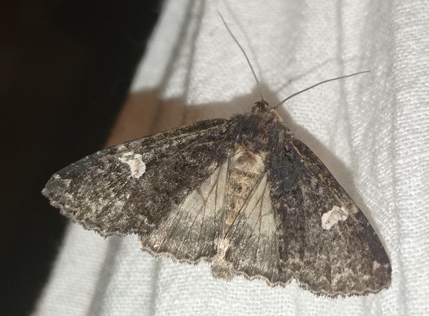 fehérfoltos kertibagoly - Melanchra persicariae