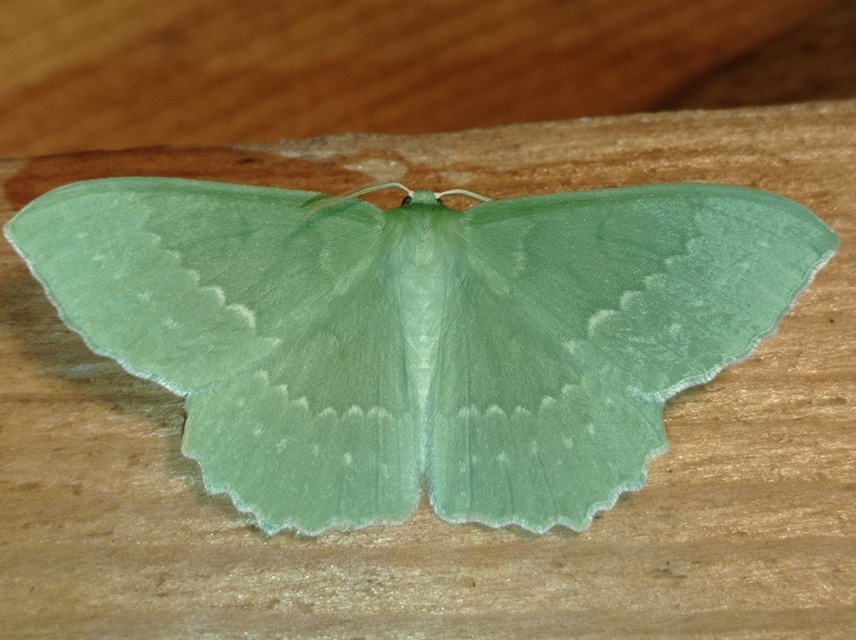 nagy zöldaraszoló - Geometra papilionaria