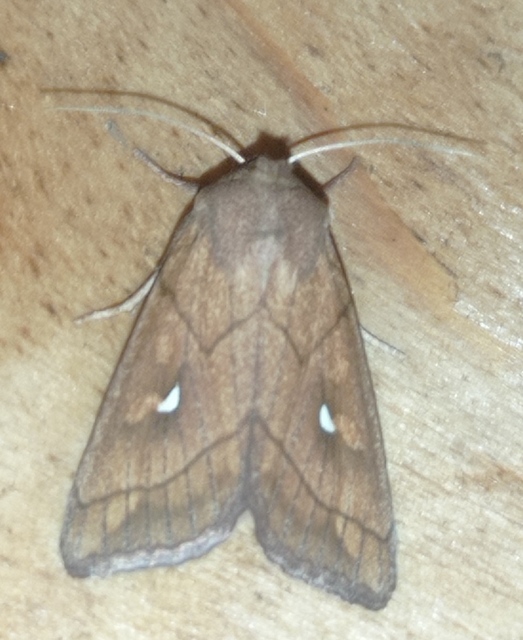 fehérjegyes rétibagoly - Mythimna conigera