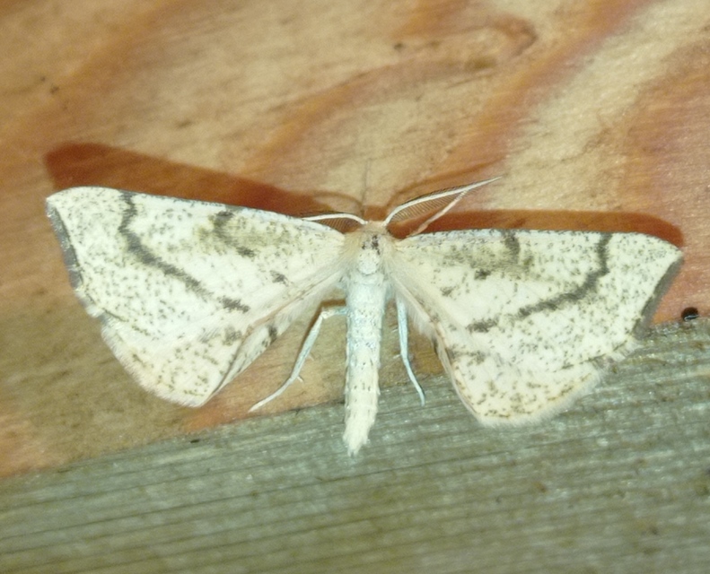 hegyesszárnyú lápiaraszoló - Hypoxystis pluviaria