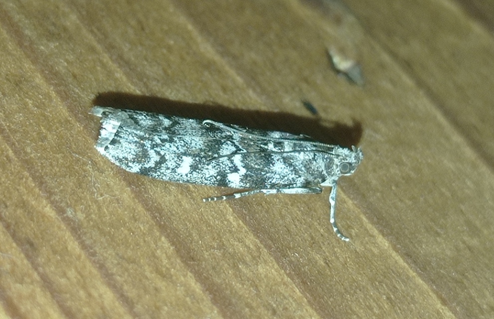 Dioryctria
