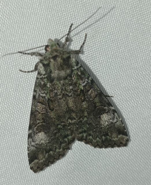 zöld hegyibagoly - Anaplectoides prasina