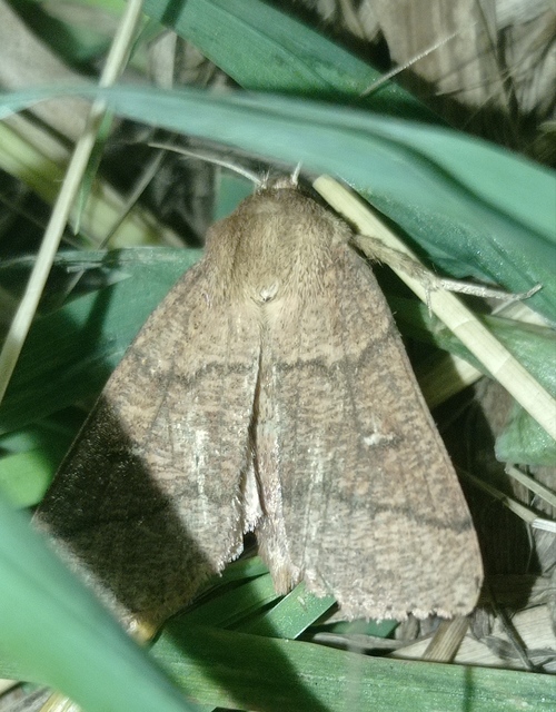 félholdas rétibagoly - Mythimna turca