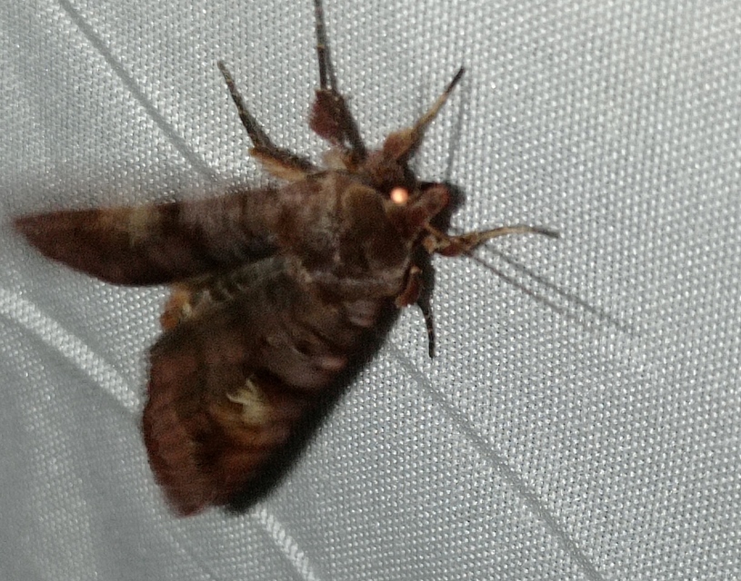 rózsásszárnyú földibagoly - Diarsia brunnea