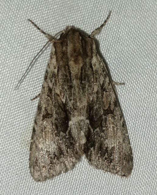 Apamea monoglypha - nagy dudvabagoly