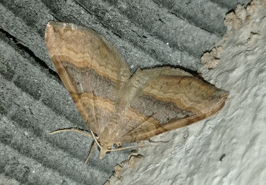 Scotopteryx chenopodiata - libatop-araszoló