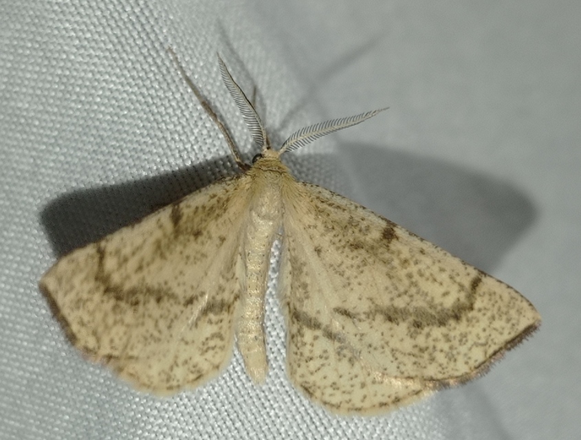 Hypoxystis pluviaria - hegyesszárnyú lápiaraszoló