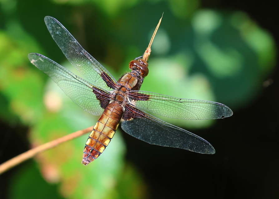 Libellula depressa - széles laposacsa