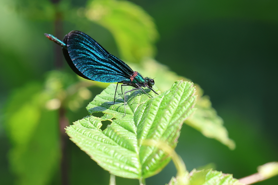 Calopteryx virgo - kisasszony-szitakötő