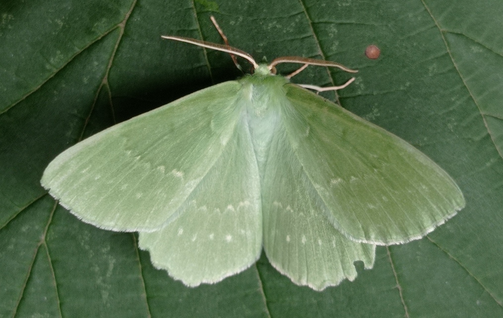 Geometra papilionaria - nagy zöldaraszoló