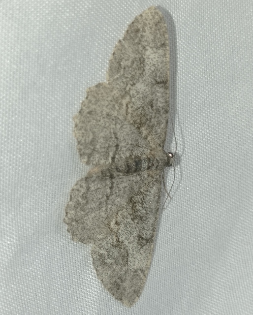 Alcis repandata - foltos faaraszoló