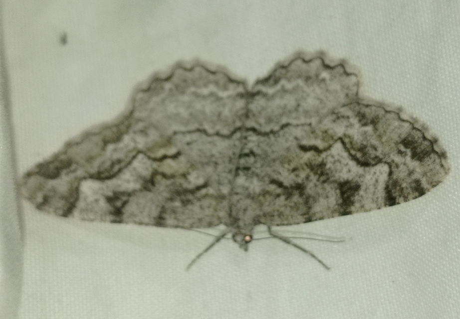 Alcis repandata - foltos faaraszoló
