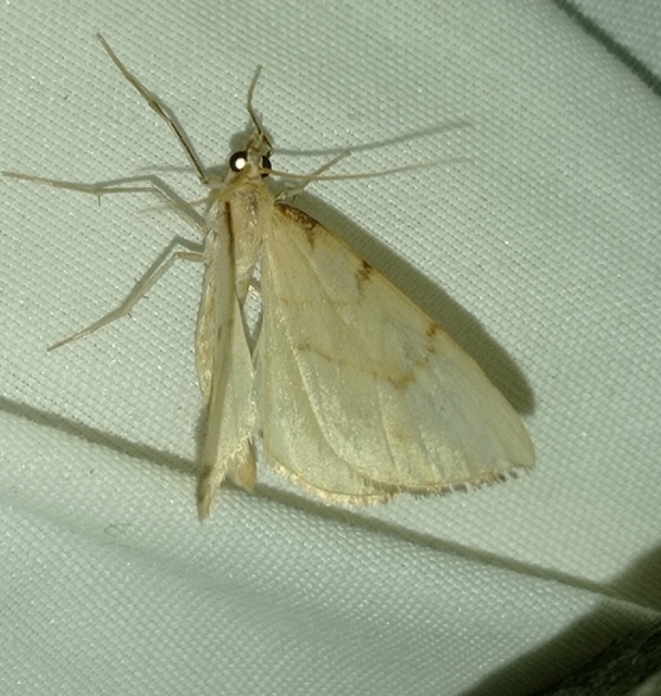 sárga galajaraszoló - Eulithis pyraliata