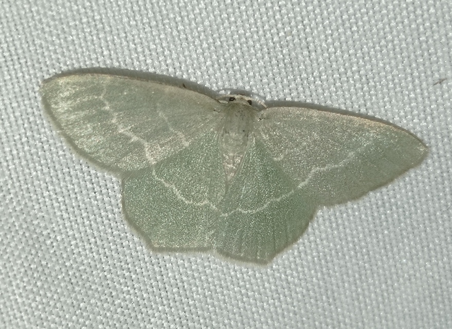 sárgászöld araszoló - Chlorissa cloraria