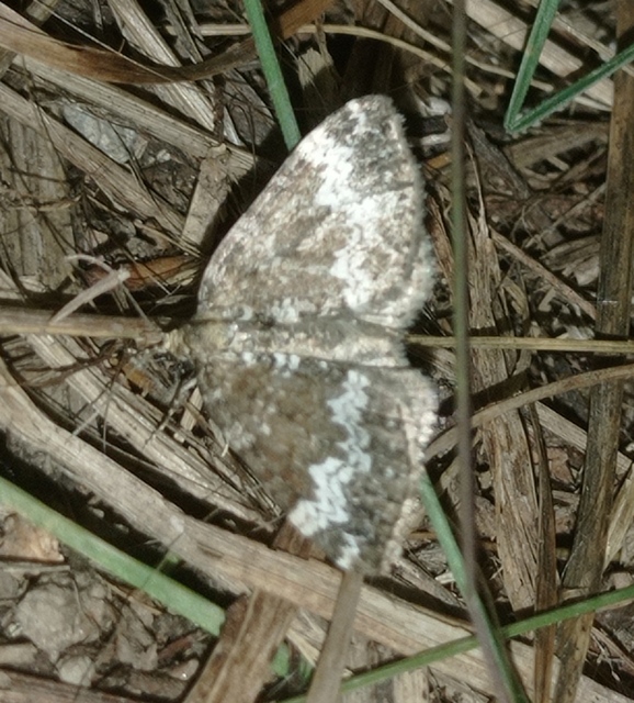 árvacsalán-araszoló - Perizoma alchemillata