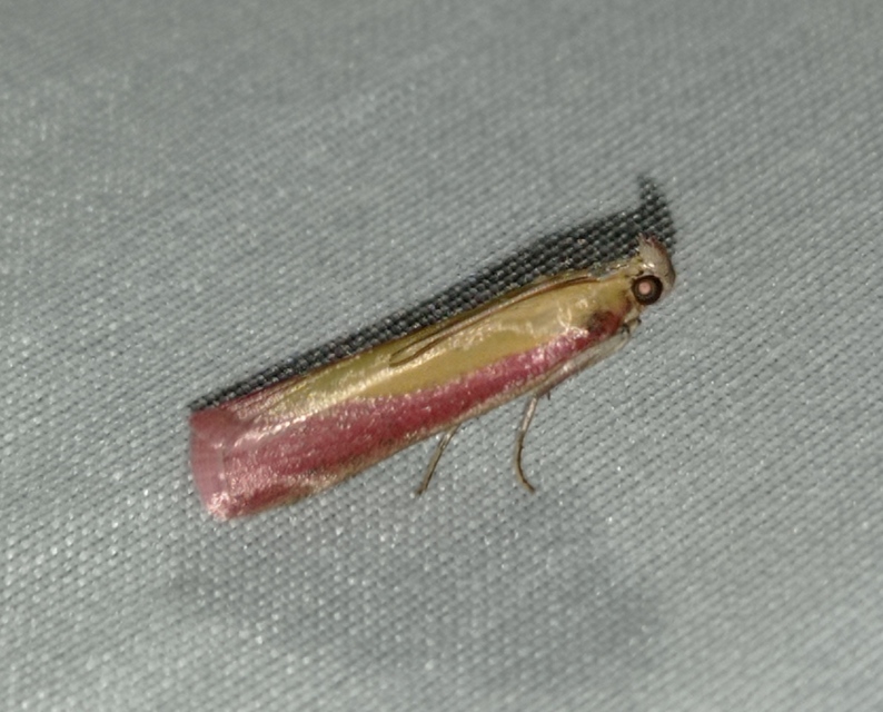 lucernamoly - Oncocera semirubella