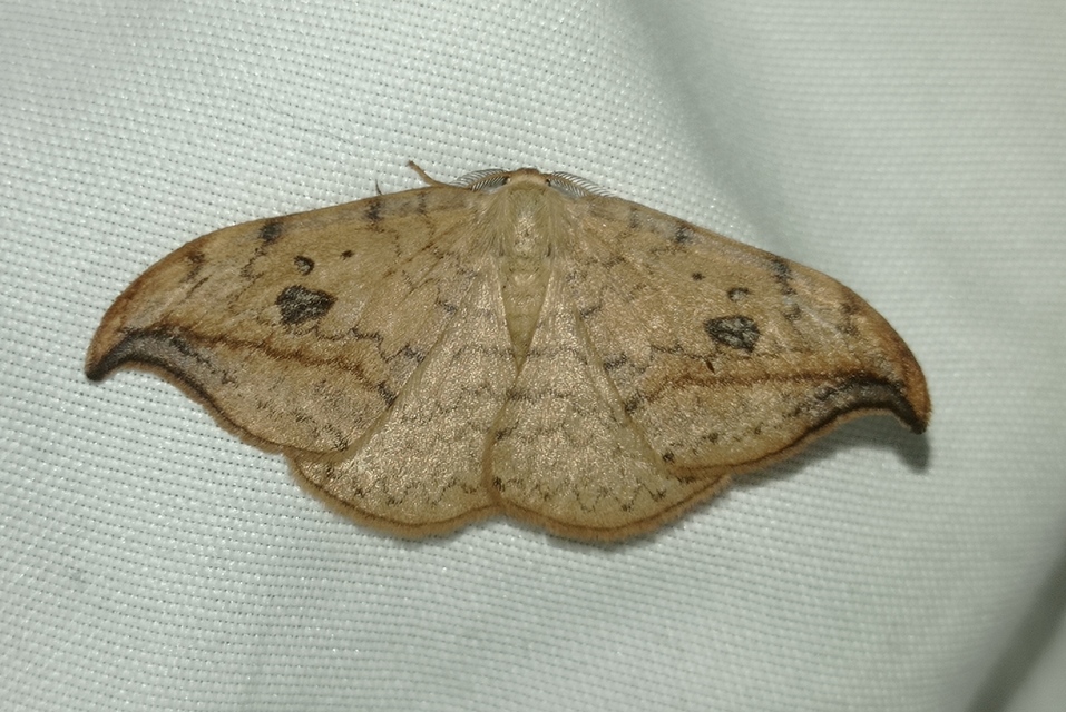 nyárfa-sarlósszövő - Drepana falcataria