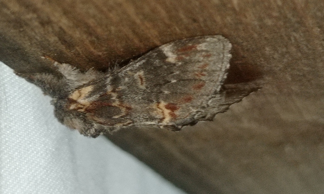 tevehátú púposszövő - Notodonta dromedarius