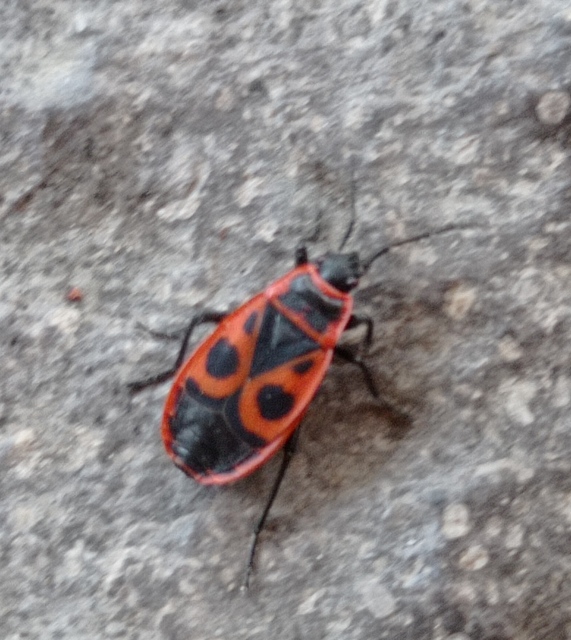 Pyrrhocoris apterus - verőköltő poloska