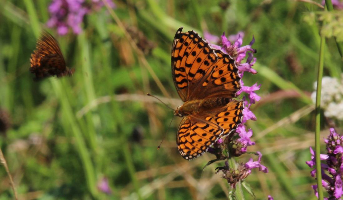Argynnis aglaja - kerekfoltú gyöngyházlepke