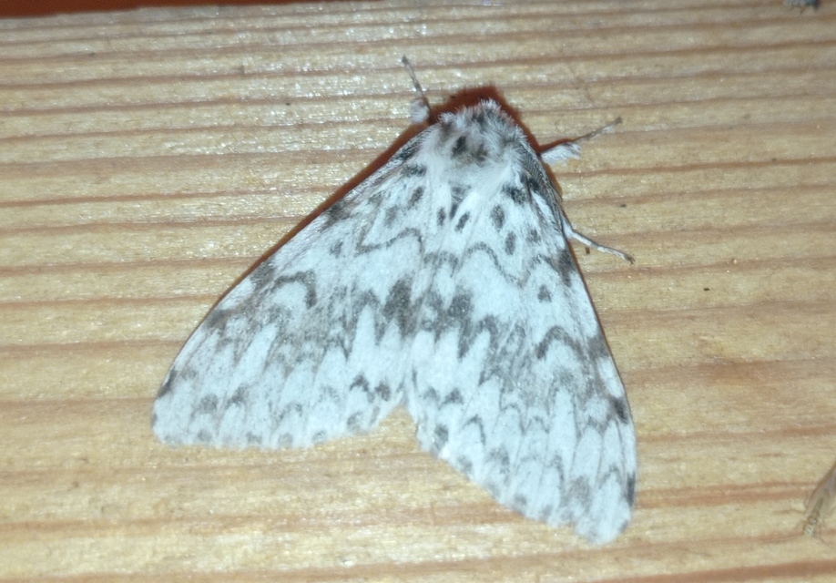 Lymantria monacha - apácalepke