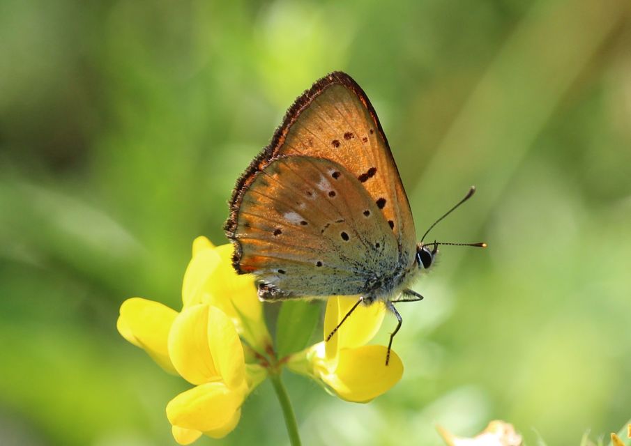 Lycaena virgaureae - arany-tűzlepke