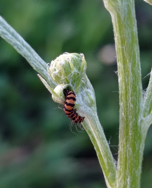 jakabfű-medvelepke - Tyria jacobaeae
