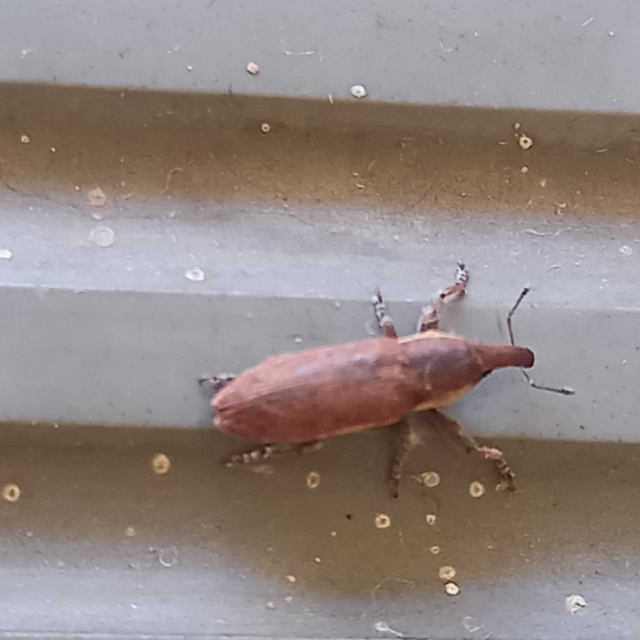 Lixus angustus - rövid dudvabarkó