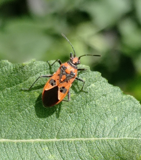 Corizus hyoscyami - piros karimáspoloska