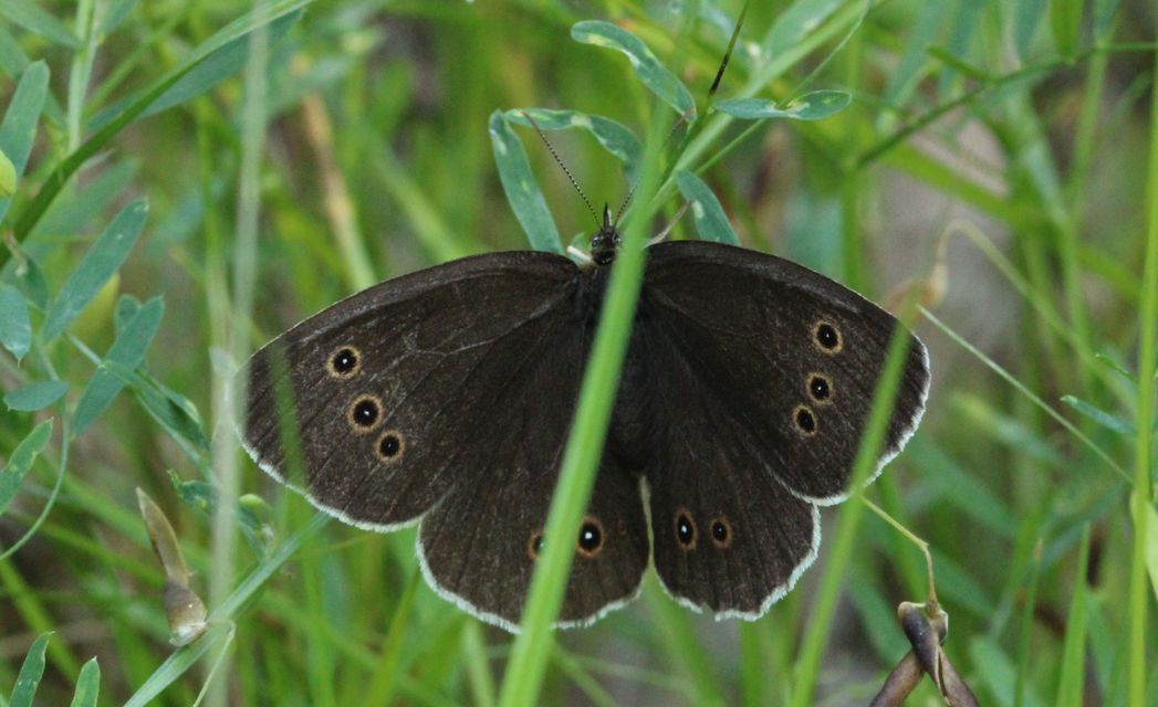 Aphantopus hyperanthus - közönséges ökörszemlepke