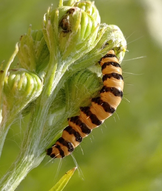 Tyria jacobaeae - jakabfű-medvelepke