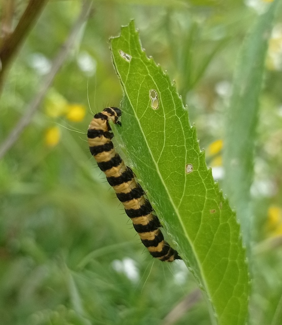 Tyria jacobaeae - jakabfű-medvelepke