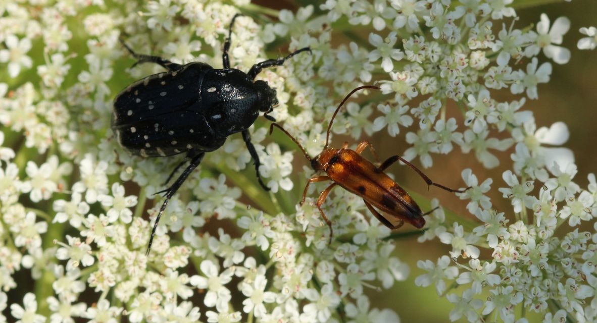 Stenurella septempunctata - hétpettyes karcsúcincér
