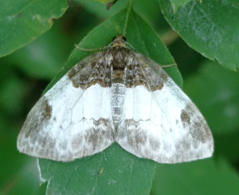 Mesoleuca albicillata - tarka fűzfaaraszoló