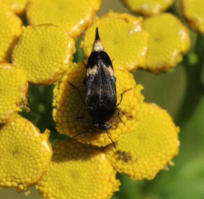 Mordellidae - marókafélék