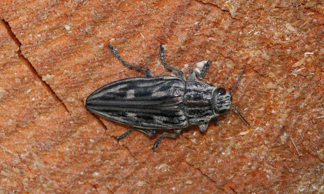 Chalcophora mariana - nagy fenyvesdíszbogár